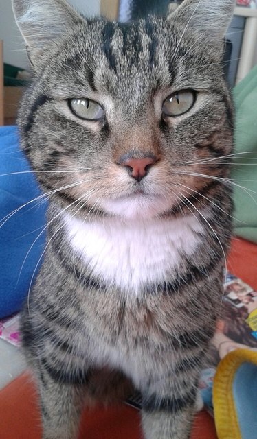 Hauskater burli :)