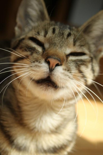 Smile Cat