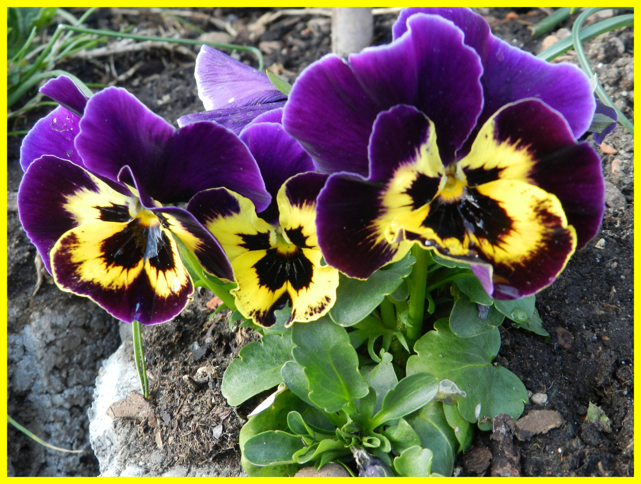 Gartenstiefmütterchen (Viola wittrockiana) Landeck