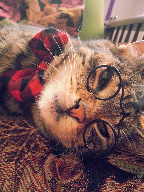 Professor Lu