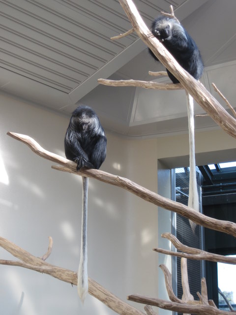 Der "Sen" Affe