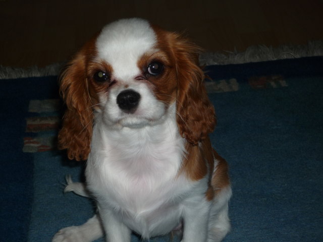 Babygail