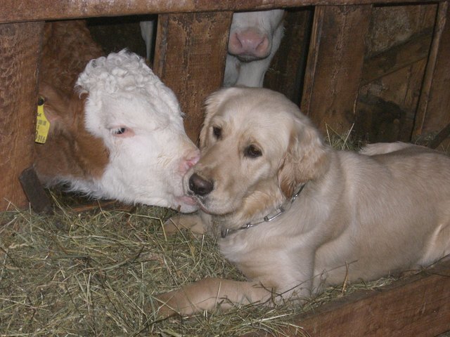 Kälbchen mit Golden Retriever Ricki