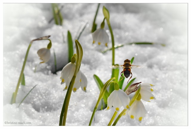 Bienchen im Schnee