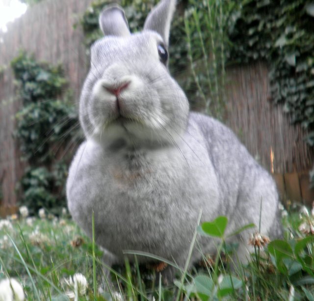 Mia (8 Jahre) auf der Frühlingswiese!