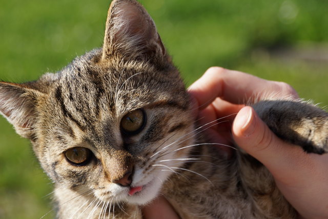 Katzenkind :)