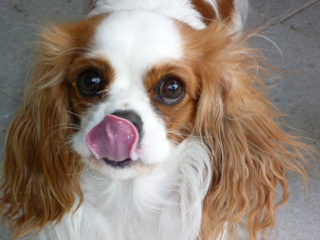 Meine Cavalier Hündin Abigail!