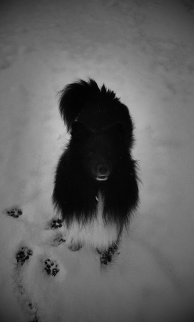 Winterspaziergang mit Finn