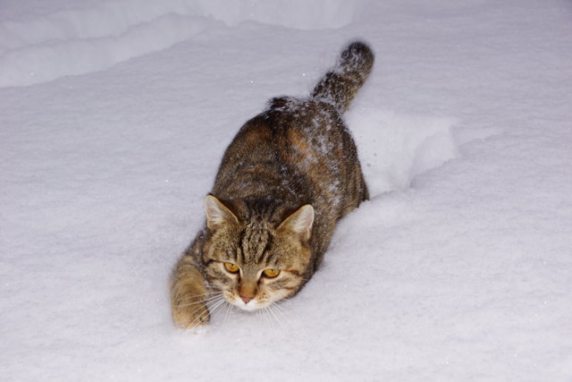 Jamie im Schnee :)