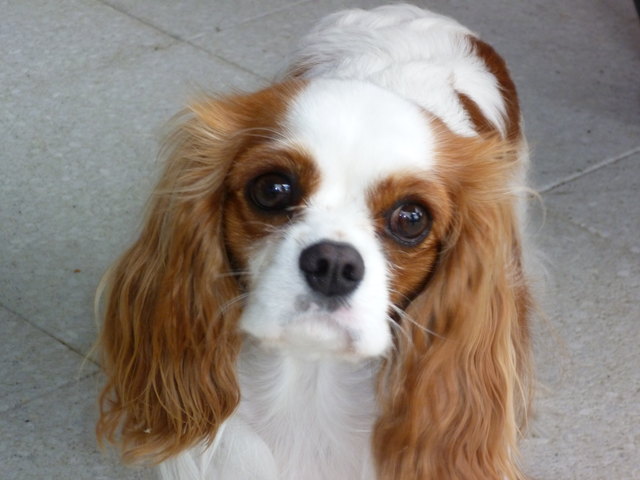 Cavalier King Charles Abigail