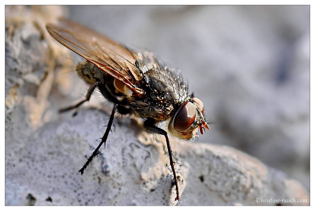 kleine Fliege, ganz groß