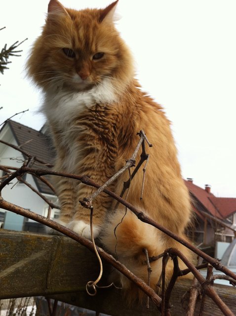 Ginger am Aussichtsturm
