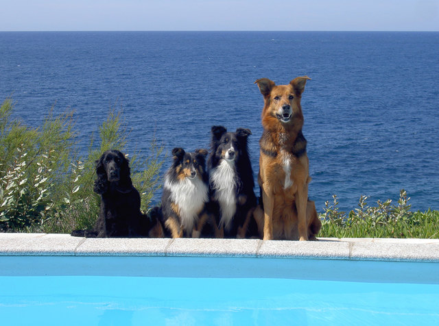 Irmi, Elfie, Daiquiri und Ylvie - Urlaub!!!