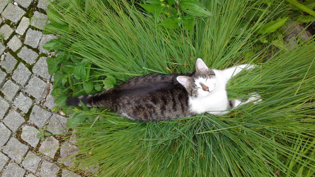 unser Kater Timmy