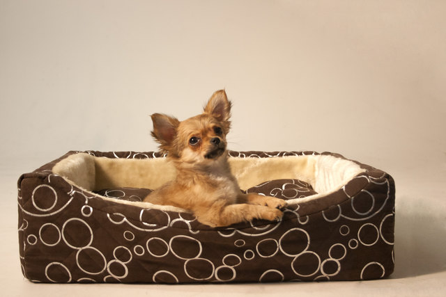 Die kleine Izzy chillt in ihrem Körbchen!