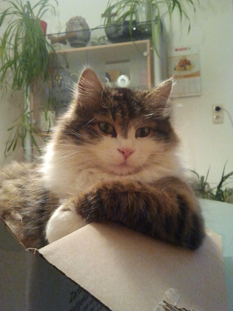 Cooler Kater sucht...