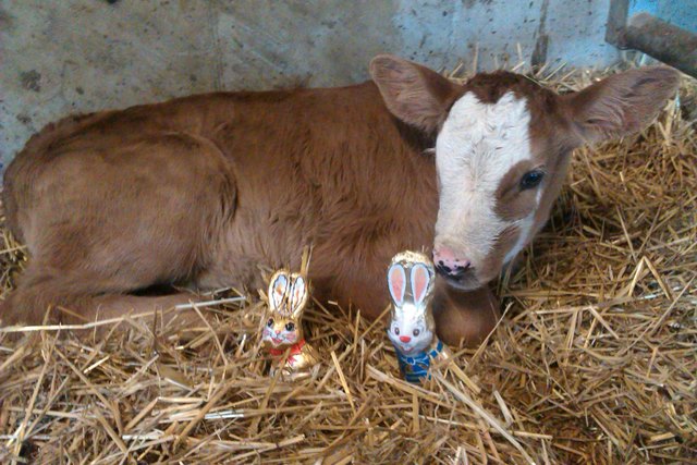 Kalb Luci