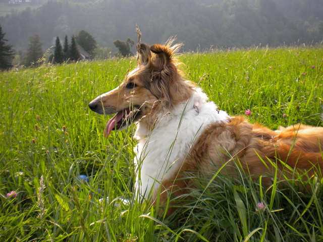 Collie-Hündin Alina