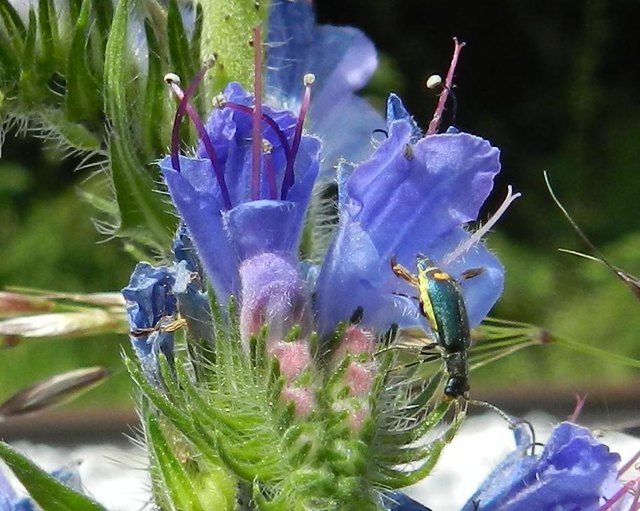 Gewöhnlicher Natternkopf mit Besucher