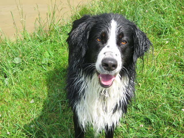 Glückliche Wasserratte Hunter