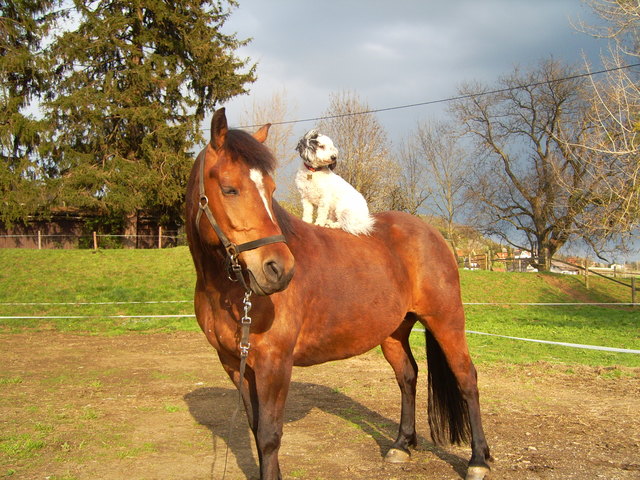 So hoch fühlt sich das also an wenn Frauchen aufn Buckl hockt :)