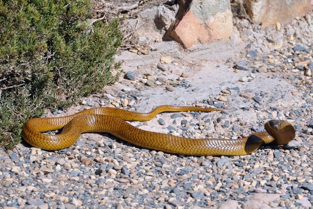 Halt! Hier bin ich zu Hause! Cape of Good Hope - Foto: Eduard Waldhuber - Zeltweg