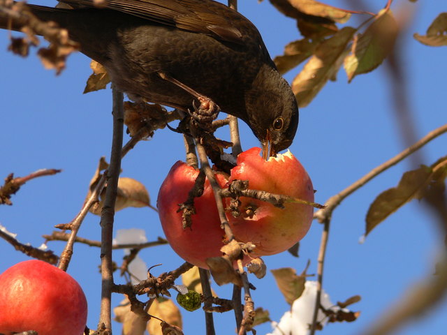Amsel beim Fressen