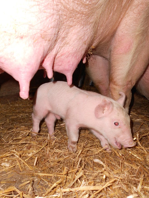 Ferkel Max bei Mama