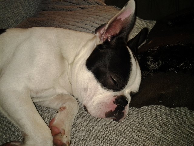 So entspannt Henry am Sonntag Abend