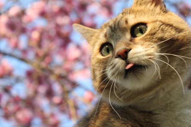 Willi im Frühling
