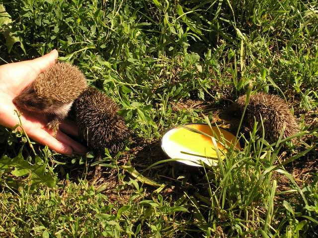 Igelbaby`s beim Lunch