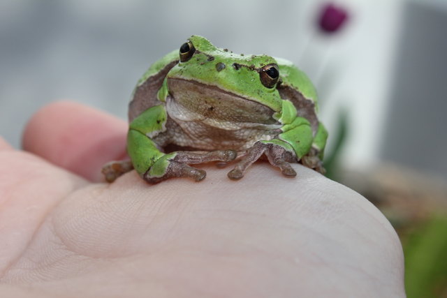 Froschkönig