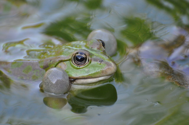 aufgeblasen