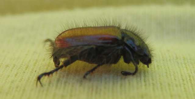 Ein junikäfer hat sich auf meinen Pullover verirrt