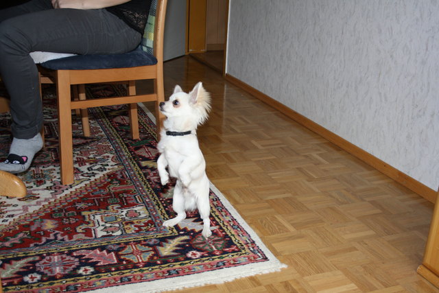 Sami macht mänchen.