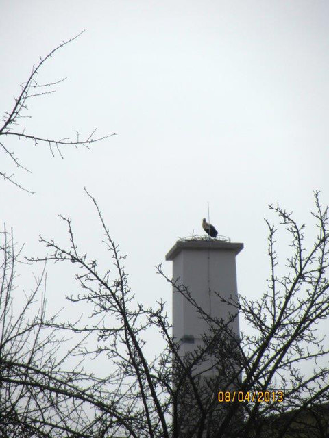 Der Storch hat die neuerrichte Plattform bezogen und sogleich mit dem Horstbau begonnen. | Foto: privat