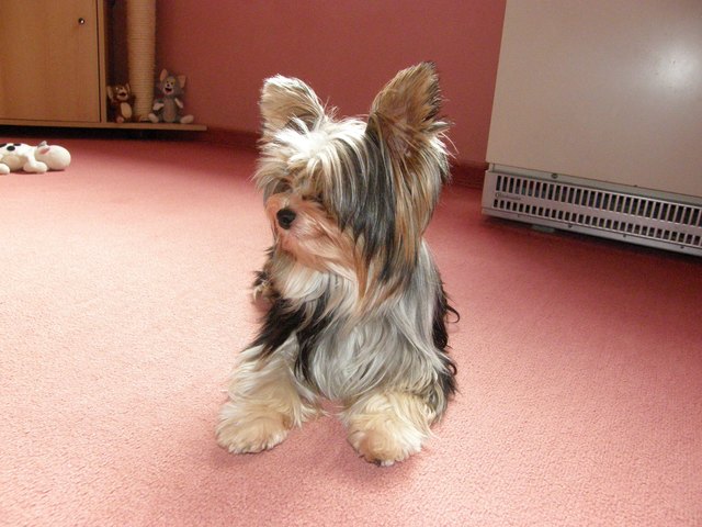 Leon