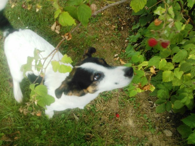 Gina beim Himbeeren pflücken