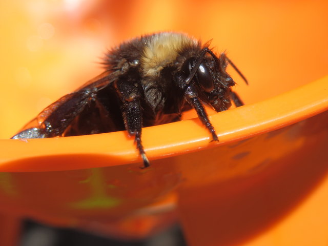 Rettungsaktion einer Hummel