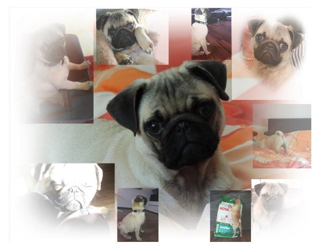 Mops Chief