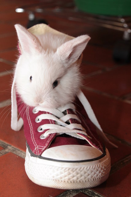Sia im Schuh
