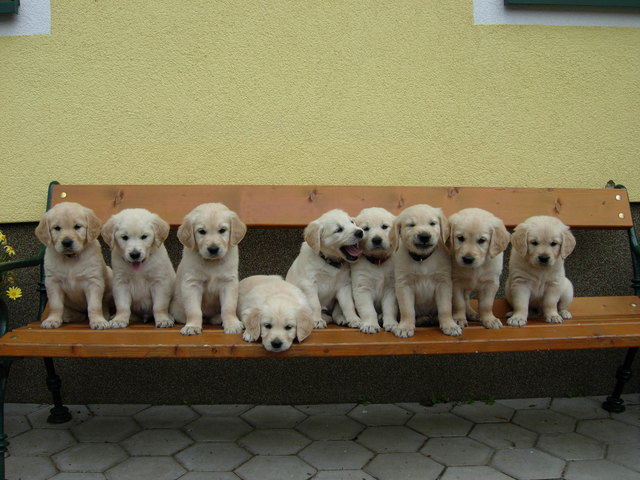 Goldies
