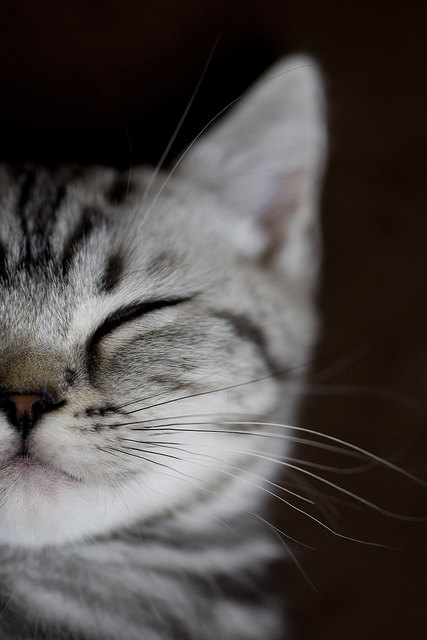Sweet Dreams