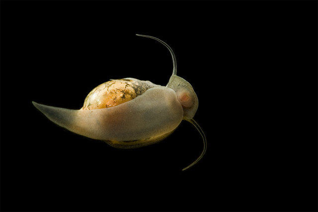 Wasserschnecke Daisy