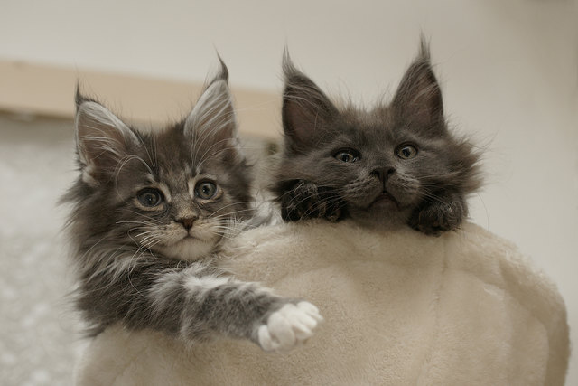 Gizmo & Gatsby