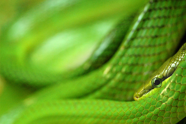 Green Snake