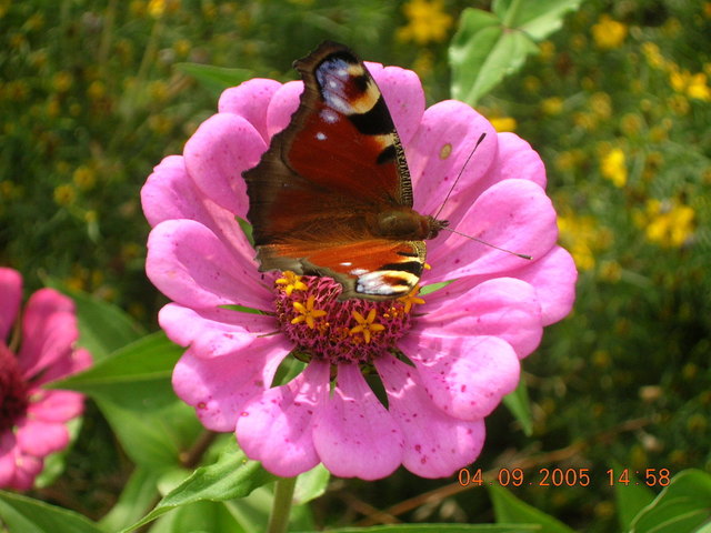 Schmetterling bei uns im Garten!