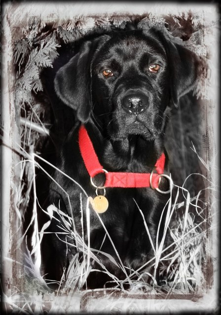 Sammy 1 Jahr Labrador