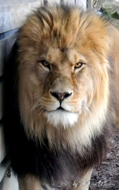 König der Löwe, Tierpark Herberstein