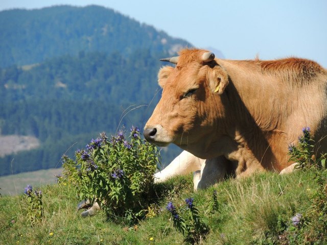 In der Natur mit einer Kuah!